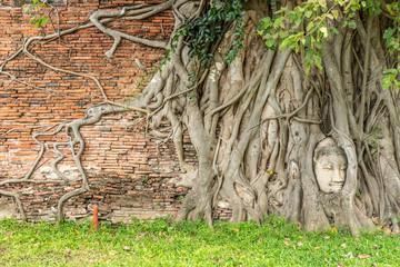 Stone buddha head in tree root at Wat Mahathat temple.