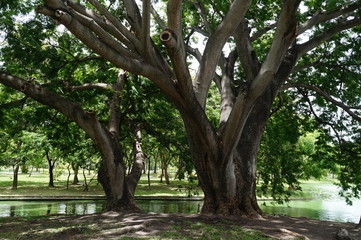 Big trees, beautiful umbrellas, relaxing