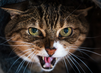  hissing aggressive tabby cat showing teeth with yellow eyes.  Close up
