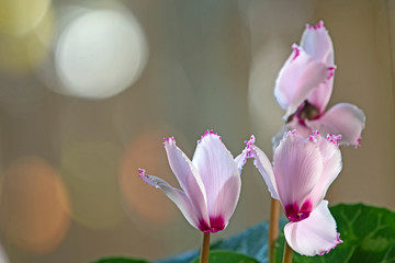 pink cyclamen in a light background