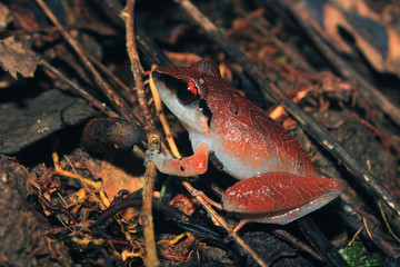 A beautiful red brown frog with a white belly sitting on the forest floor of Ecuadorian tropical forest