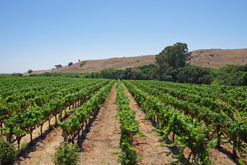 Fototapeta na wymiar Panoramic view over the central California wine country landscape with rows of vine plants