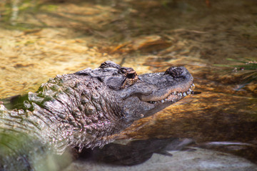 American Alligator