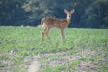 deer in wild habitat 