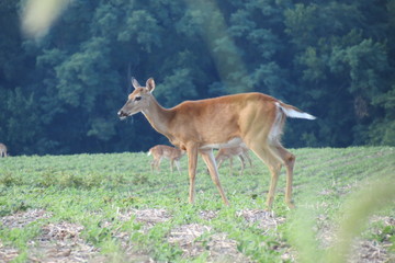 deer in wild habitat 