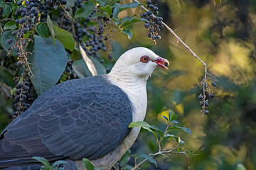White headed p[iogeon feeding on berry