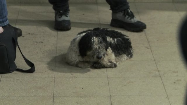 Friendly Old English Sheepdog Lying Down In A School Meeting.