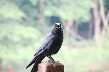 公園のカラス