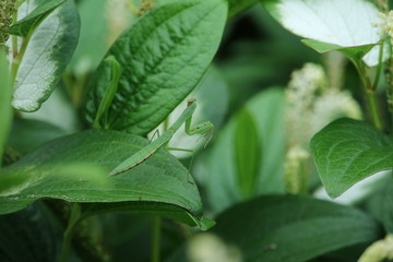 草むらに隠れるカマキリ