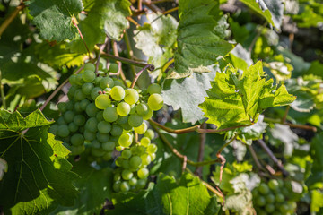 green grapes hanging from a vine in the sunshine