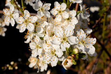 White flowers of cherry on a branch of blooming cherry tree at spring