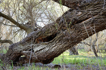 Fototapeta premium Trunk of inclined willow trees on the banks of the Danube River in early spring