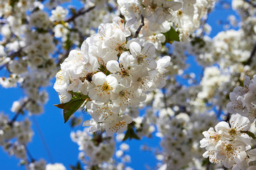 Branch of a blossoming cherry tree with beautiful white flowers against blue sky