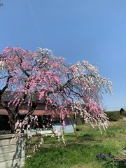tree in bloom