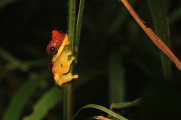 Red skirted tree frog, dendropsophus rhodopeplus, with black stipes siting on a thin green stem