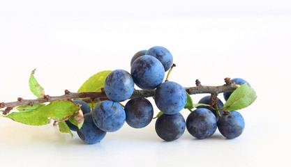 Romantic autumn still life with blackthorn on a white wooden table.Nature concept. Prunus spinosa...