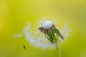 Dandelion