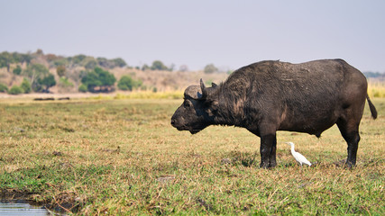 African buffalo in the wild, Zimbabwe, Africa