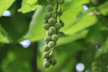 はくうんぼく（白雲木）