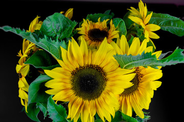sunflower bouquet isolated on black background