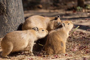 Fototapeta premium 最大のねずみ