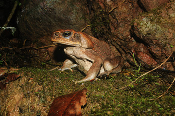 A close up of a large brown cane toad, Rhinella marina, sitting arrogantly on a moss bed