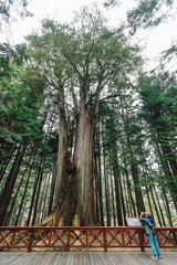 Thousand year cypress with tourist taking a photo in Alishan National Forest Recreation Area in...