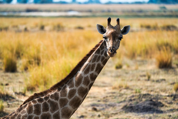 African giraffe in the wild, Zimbabwe, Africa