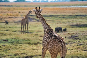 Obraz na płótnie Canvas African giraffes in the wild, Zimbabwe, Africa