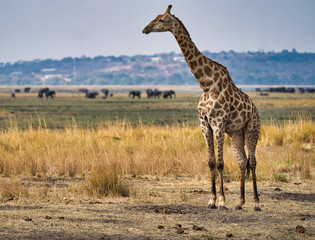 African giraffe in the wild, Zimbabwe, Africa