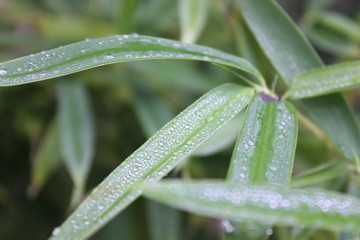 Dew Drops 