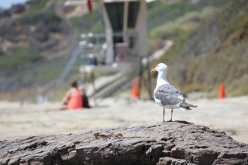 Seagull Watching Beach