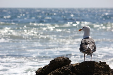 Seagull watching Ocean