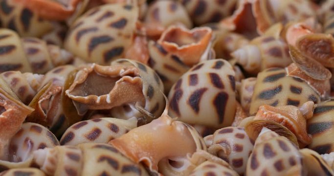 Uncooked fresh sea snail close up