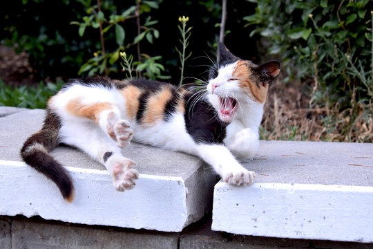 beautiful tricolor cat woke up and stretches
