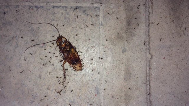Ants trying to get food. Ants take home a dead of cockroach  (Periplaneta americana)  through teamwork at summer