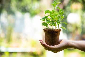 Watercress with Coconut coir fibre pot on Woman's right hand in the garden, Organic vegetables