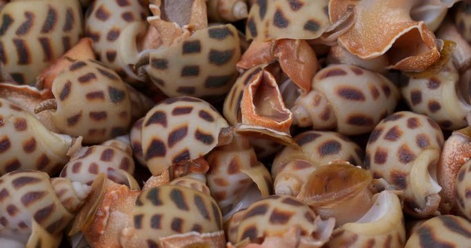 Uncooked sea snail close up