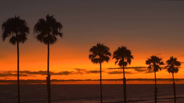 Palm Tree Sunset Oceanside California