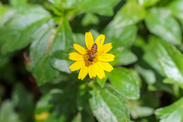 One bee is sucking nectar from the Singapore dailsy flower in the daytime, one bee is sticking to the yellow flowers on a clear day.