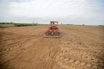 Fototapeta premium Rice cultivation in rice fields