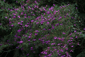 Bright purple flowers filling a tree in spring and summer time