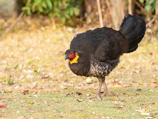 Australian Brushturkey (Alectura lathami) subspecies 