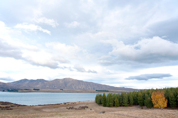 Lake Tekapo,Gammack,South Island,New Zealand