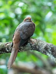 Brown Cuckoo-Dove (Macropygia phasianella) race 