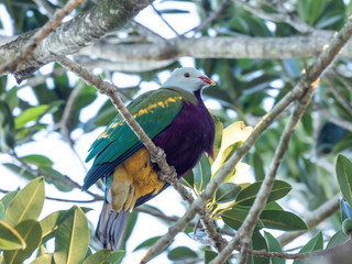 Wompoo Fruit Dove (Ptilinopus magnificus) subspecies 