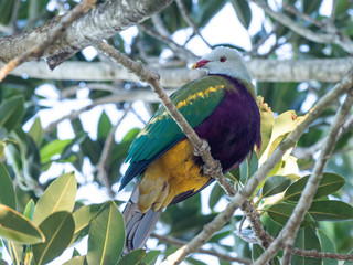 Wompoo Fruit Dove (Ptilinopus magnificus) subspecies 