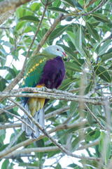 Wompoo Fruit Dove (Ptilinopus magnificus) subspecies 