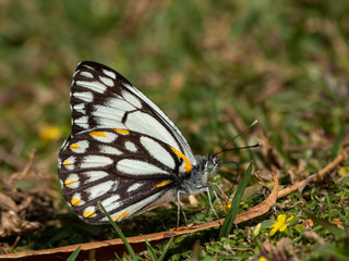 Caper White Butterfly (Belenois java). Mount Clunie National Park, New South Wales, Australia