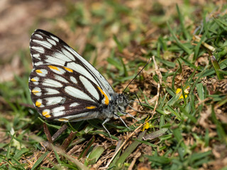 Caper White Butterfly (Belenois java). Mount Clunie National Park, New South Wales, Australia